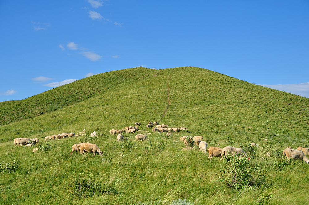 风吹草低见牛羊-梦境草原旅游区